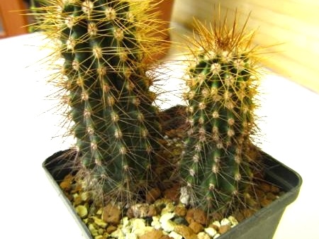 Carnegiea gigantea