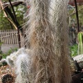 Cephalocereus senilis