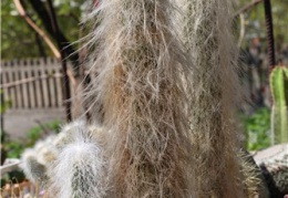 Cephalocereus senilis