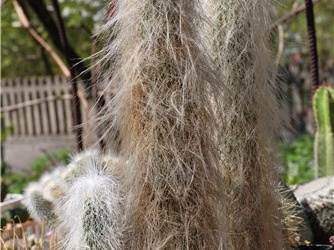 Cephalocereus senilis