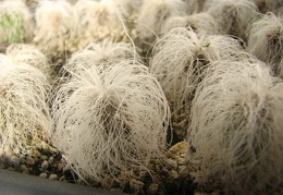 Cephalocereus senilis Ketsko  photo - Paz