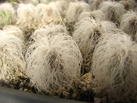 Cephalocereus senilis Ketsko  photo - Paz