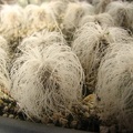 Cephalocereus_senilis_Ketsko__photo_-_Paz.jpg