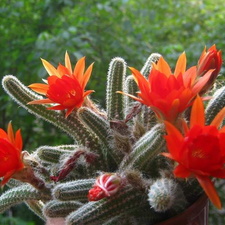 Chamaecereus silvestrii B FG
