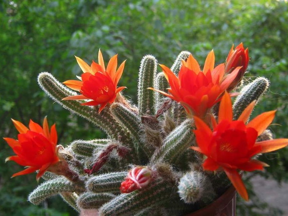 Chamaecereus silvestrii B FG