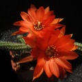 Chamaecereus silvestrii  Echinopsis chamaecereus  