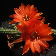 Chamaecereus silvestrii  Echinopsis chamaecereus  