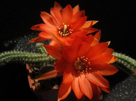 Chamaecereus silvestrii  Echinopsis chamaecereus  