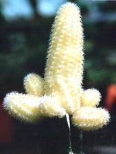 Chamaecereus silvestrii (Echinopsis chamaecereus) f. yellow-botan