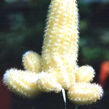Chamaecereus silvestrii (Echinopsis chamaecereus) f. yellow-botan