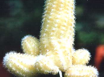 Chamaecereus silvestrii (Echinopsis chamaecereus) f. yellow-botan