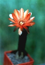 Chamaecereus hybr. (Echinopsis hybr.) 