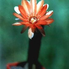 Chamaecereus hybr. (Echinopsis hybr.) 