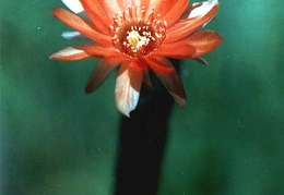 Chamaecereus hybr. (Echinopsis hybr.) 