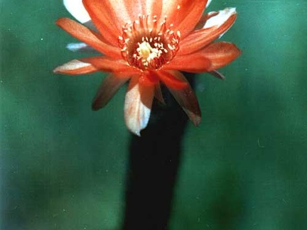 Chamaecereus hybr. (Echinopsis hybr.) 