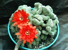 Chamaecereus silvestrii (Echinopsis chamaecereus) f. cristata 