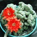 Chamaecereus silvestrii (Echinopsis chamaecereus) f. cristata 