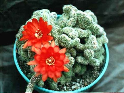 Chamaecereus silvestrii (Echinopsis chamaecereus) f. cristata 