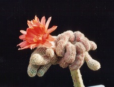 Chamaecereus silvestrii (Echinopsis chamaecereus) f. cristata 