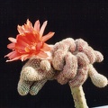 Chamaecereus silvestrii (Echinopsis chamaecereus) f. cristata 