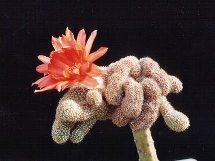 Chamaecereus silvestrii (Echinopsis chamaecereus) f. cristata 