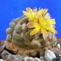 Cintia knizei Lira