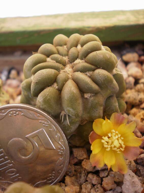 Cintia knizei  Kovtun88