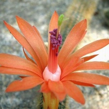 Cleistocactus  Winterocereus  aureispinus Krup FG