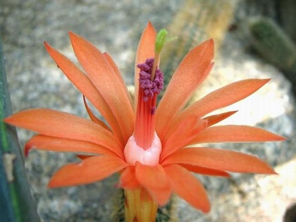 Cleistocactus  Winterocereus  aureispinus Krup FG