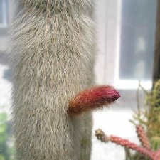 Cleistocactus strausii Ru FG