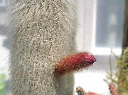 Cleistocactus strausii Ru FG