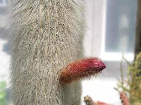 Cleistocactus strausii Ru FG