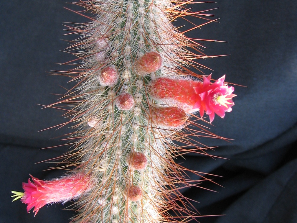 Cleistocactus tupizensis