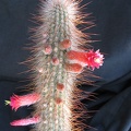 Cleistocactus tupizensis