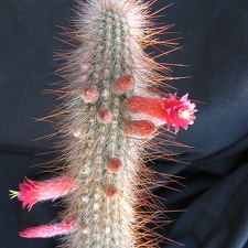 Cleistocactus tupizensis