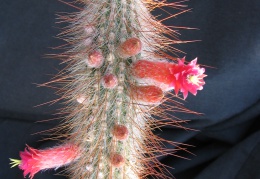 Cleistocactus tupizensis