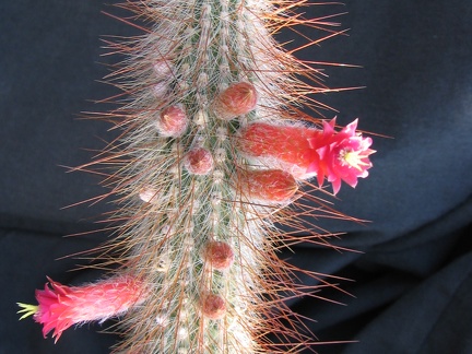 Cleistocactus tupizensis