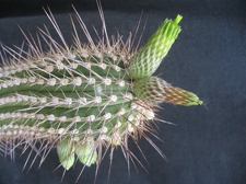 Cleistocactus viridiflorus