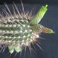 Cleistocactus viridiflorus