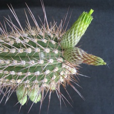 Cleistocactus viridiflorus