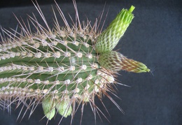 Cleistocactus viridiflorus