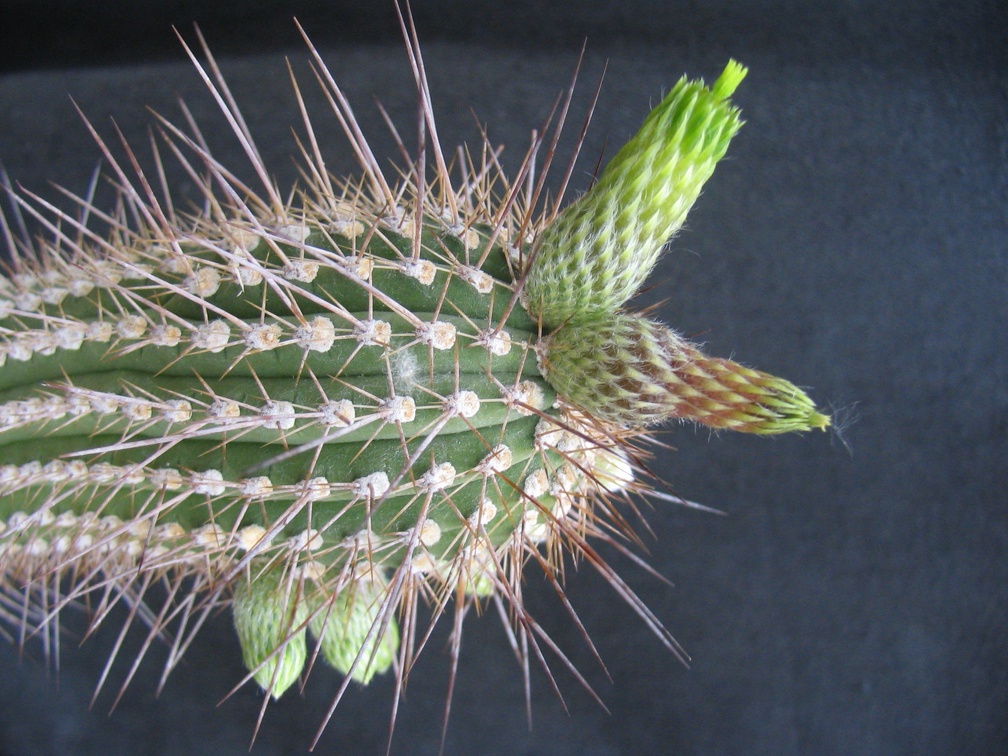 Cleistocactus viridiflorus