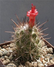 Cochemiea (Mammillaria) maritima