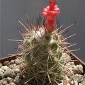 Cochemiea (Mammillaria) maritima