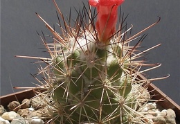 Cochemiea (Mammillaria) maritima