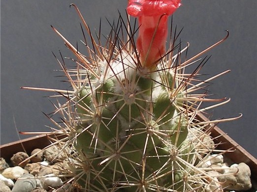 Cochemiea (Mammillaria) maritima