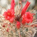 Mammillaria Cochemiea maritima