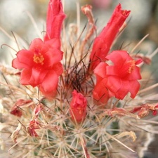 Mammillaria Cochemiea maritima