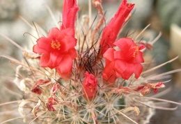 Mammillaria Cochemiea maritima