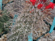 Mammillaria Cochemiea maritima pl